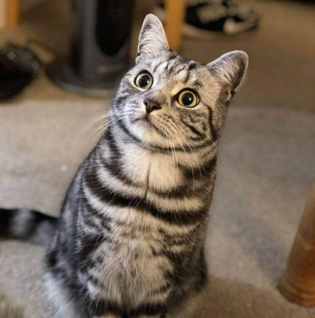 Кіт почув, як його господар чхнув / Фото Reddit    